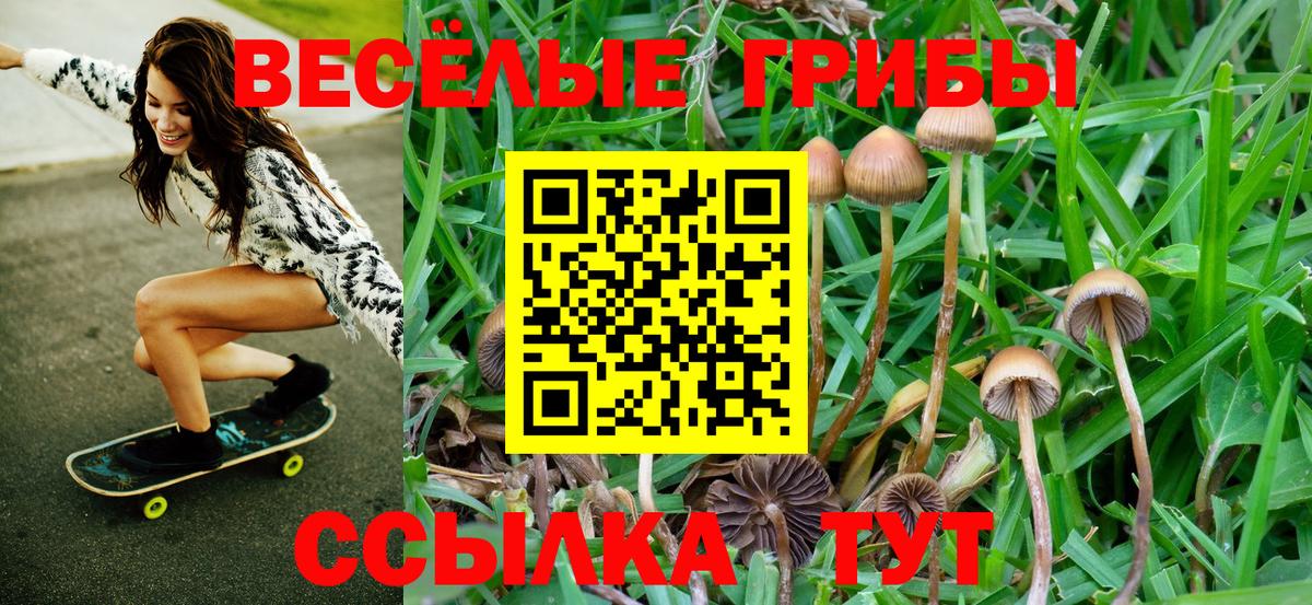 Галлюциногенные грибы GOLDEN TEACHER  купить наркоту  Новомосковск  Вход с VPN 